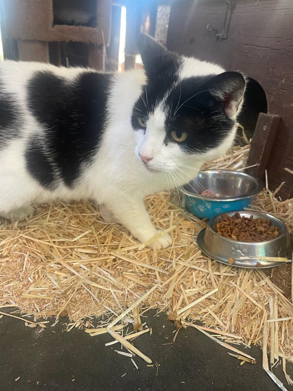 Bob, a ADOPTABLE Domestic Short Hair in Santa Rosa, CA image 2/2