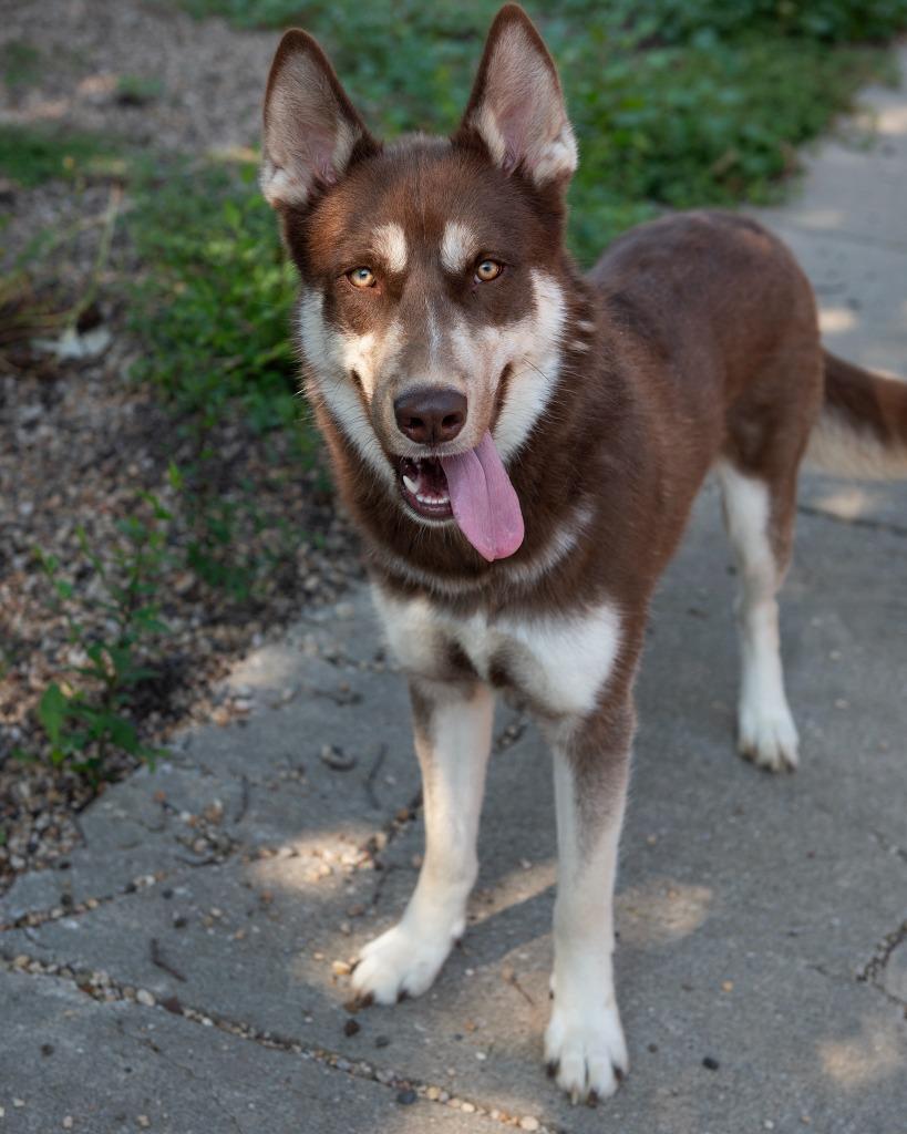 Enlarge Phoenix, a Adoptable Husky in Boone, IA image 1/2