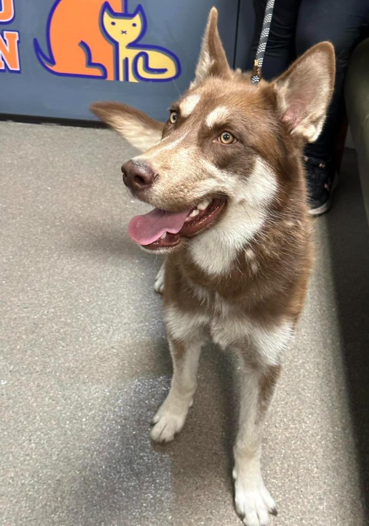 Phoenix, a Adoptable Husky in Boone, IA image 2/2