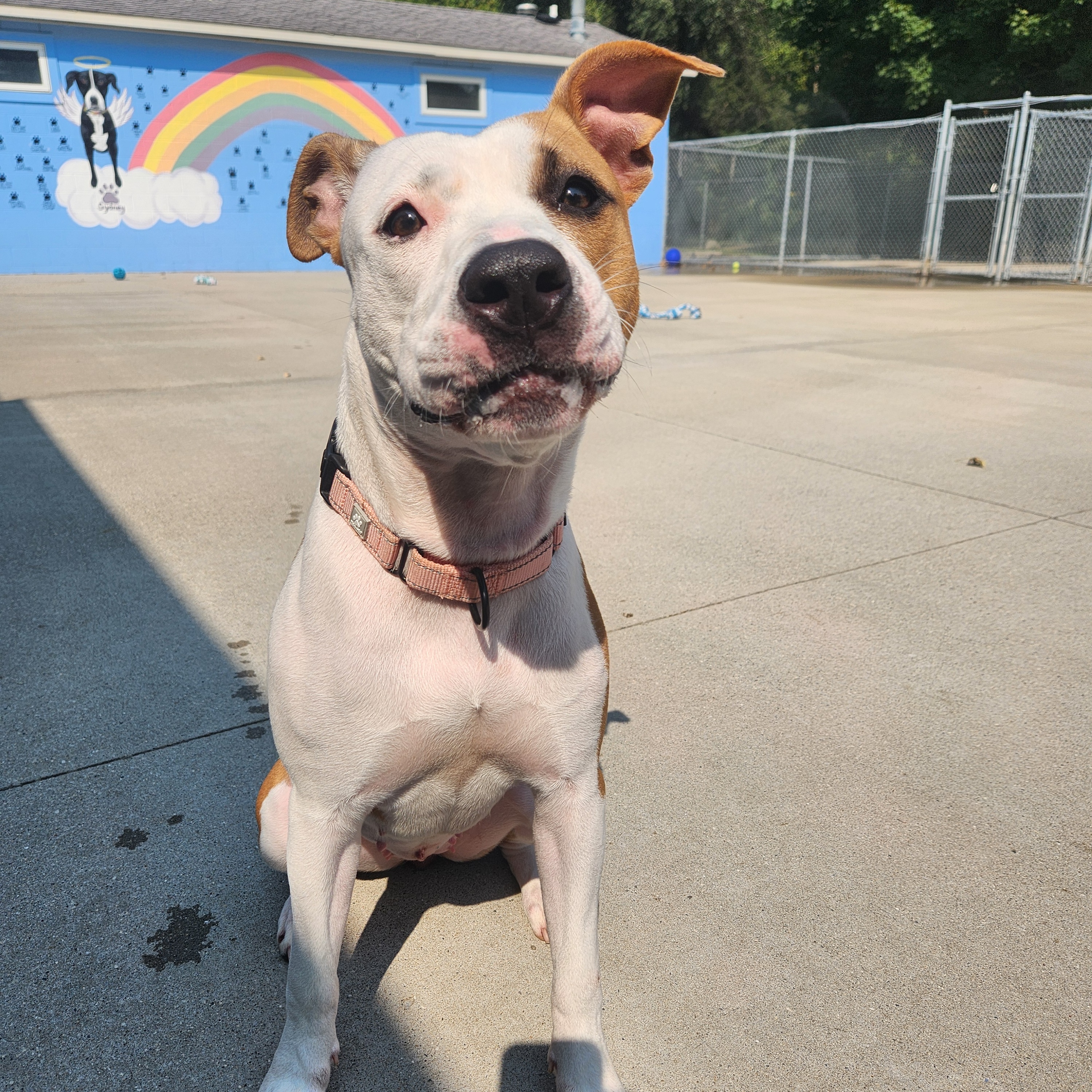 Roxy, Adoptable, Young Female Pit Bull Terrier.
