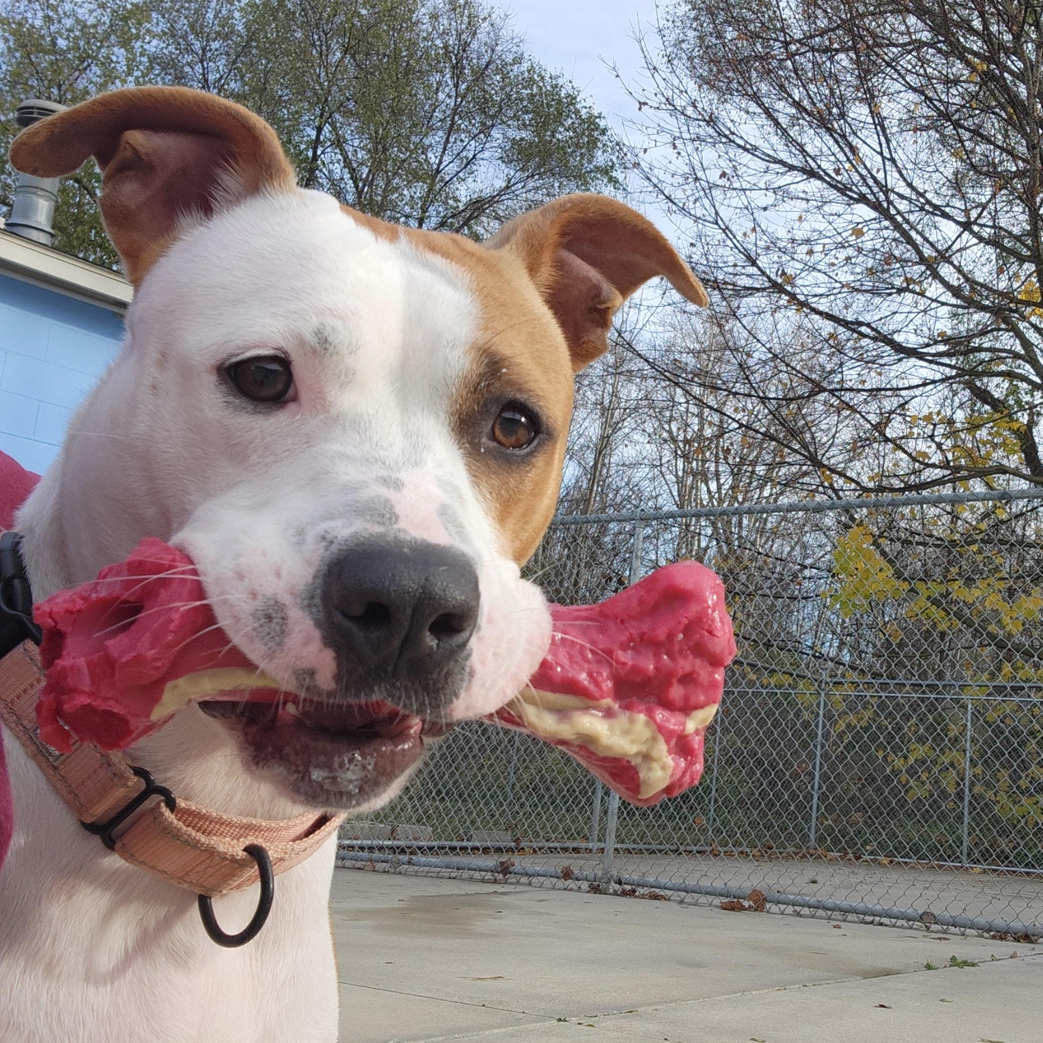 Roxy, an adoptable Pit Bull Terrier in Mount Pleasant, MI, 48858 | Photo Image 3