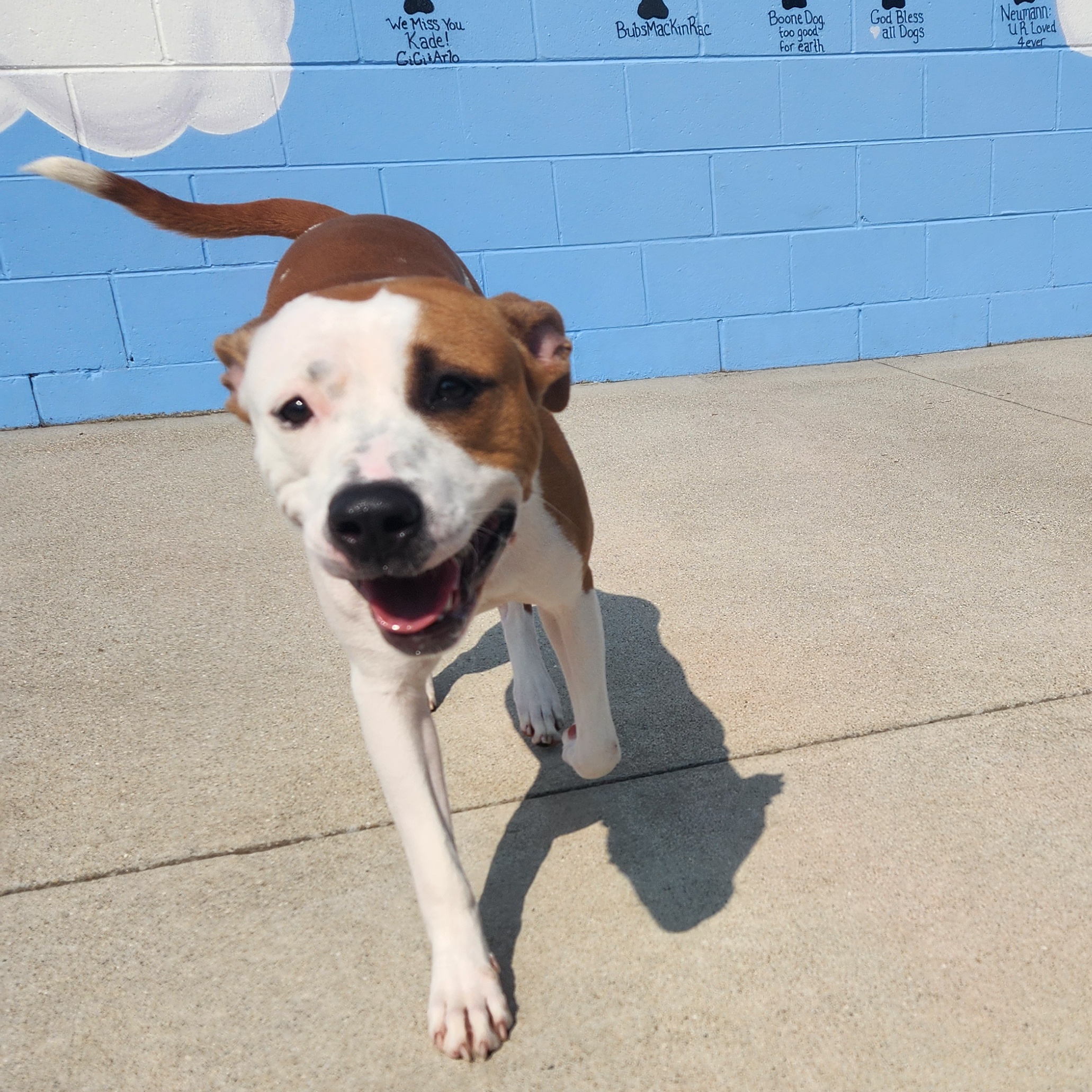 Enlarge Roxy, a Adoptable mixed breed in Mount Pleasant, MI image 3/5