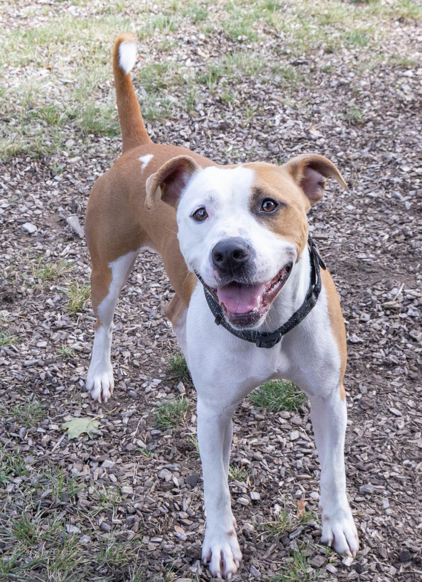 Enlarge Roxy, a Adoptable mixed breed in Mount Pleasant, MI image 1/5
