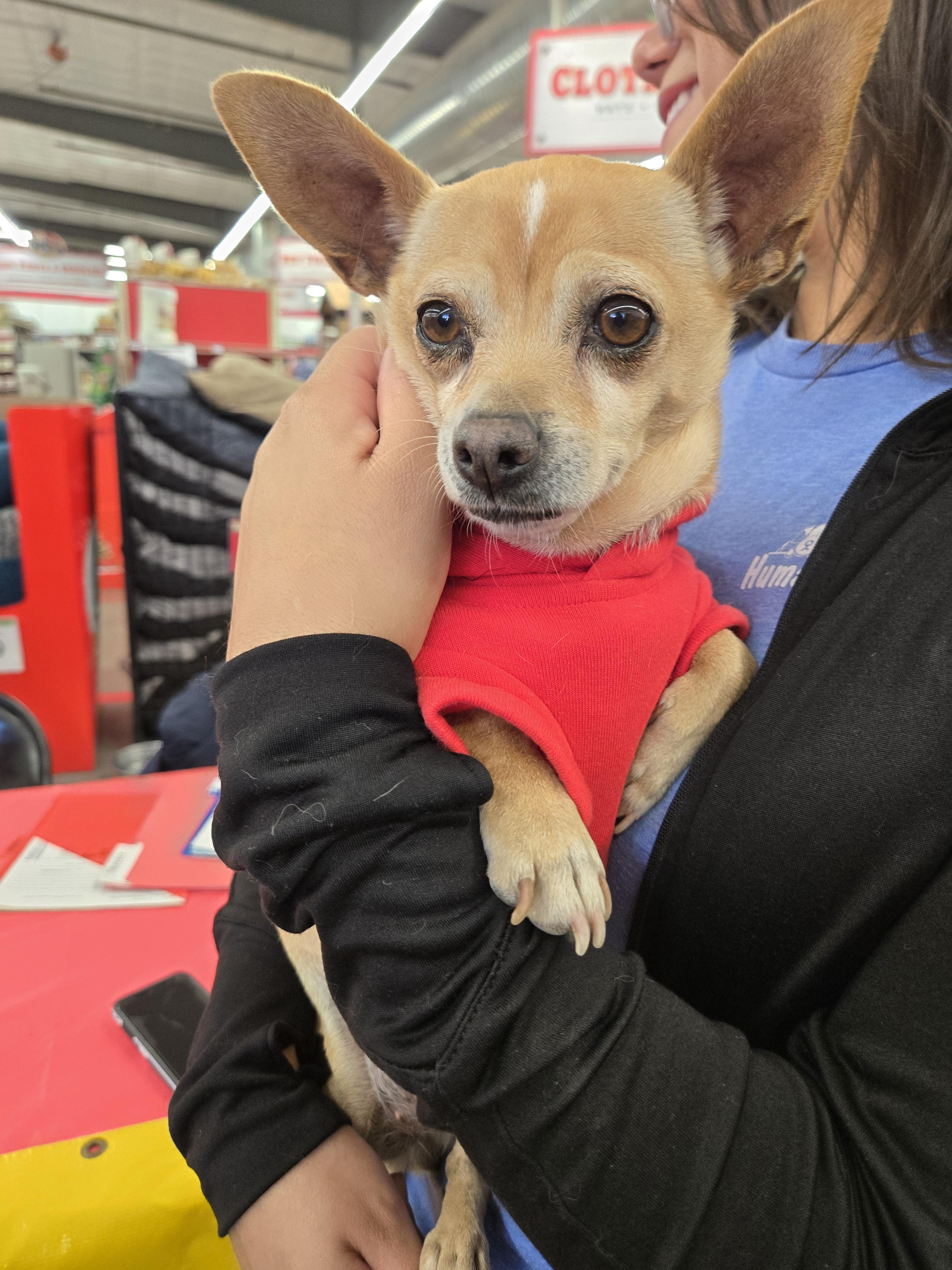 Enlarge Reese, an adopted Chihuahua in Nogales, AZ image 1/3