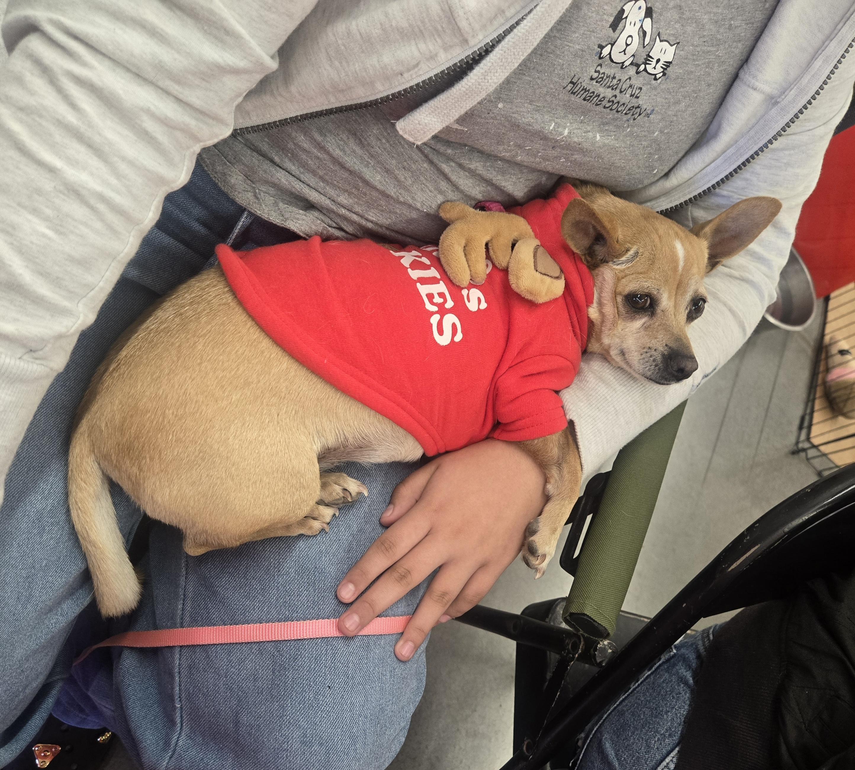 Enlarge Reese, an adopted Chihuahua in Nogales, AZ image 2/3