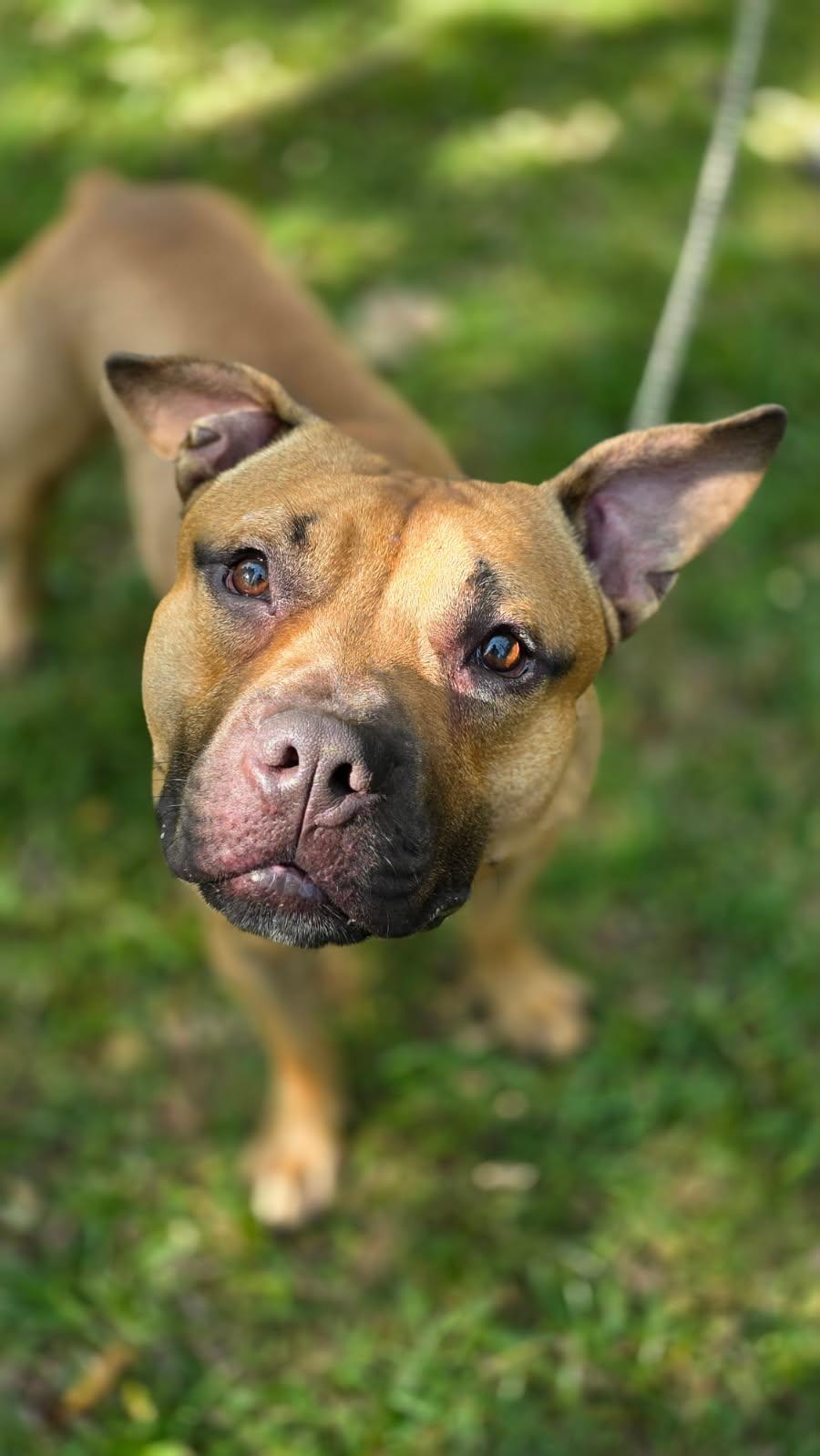 Butkus