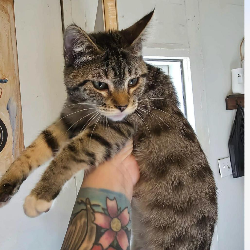 Bliss, Adoptable, Kitten Female Domestic Short Hair.