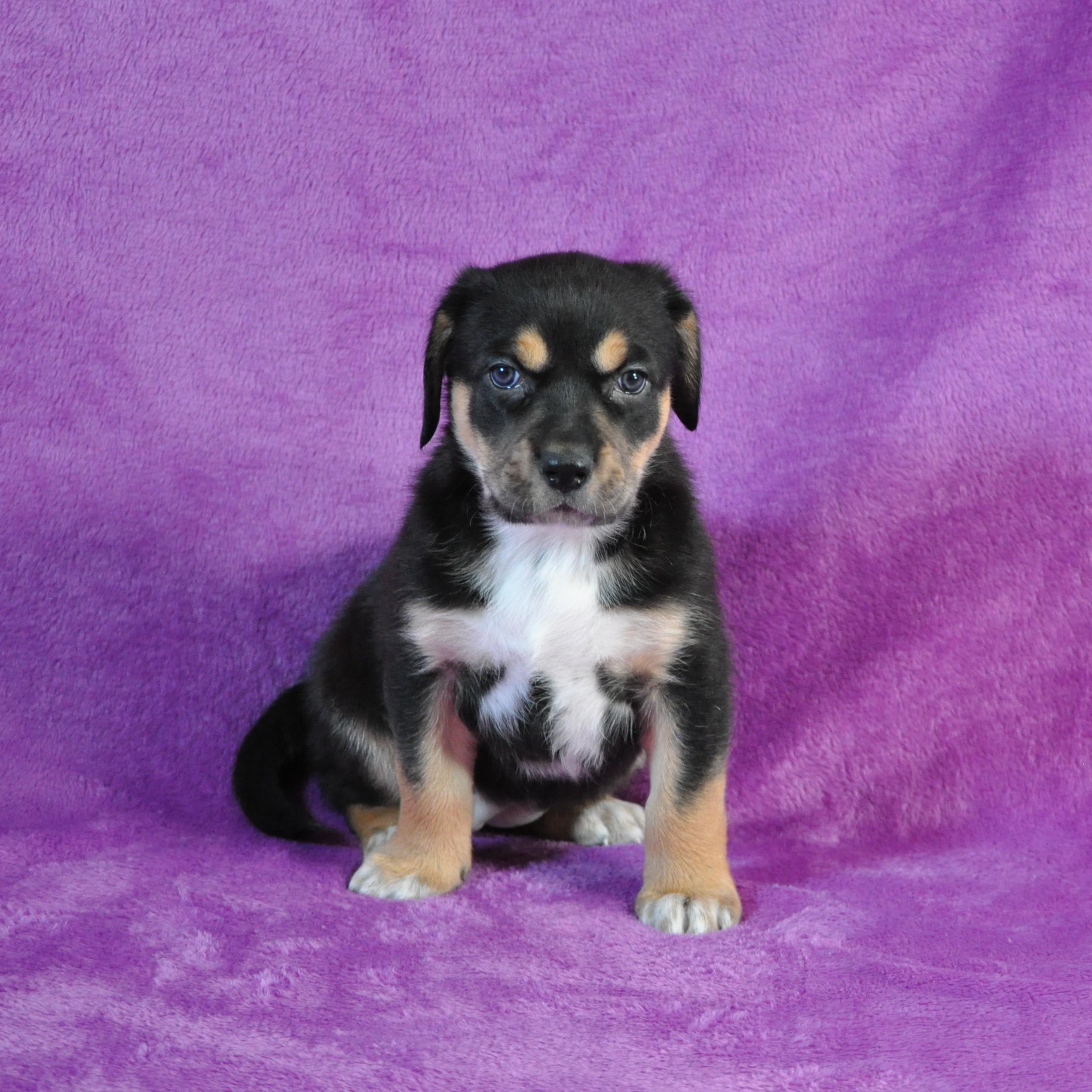 Syrra, ADOPTABLE, Puppy Female Labrador Retriever.