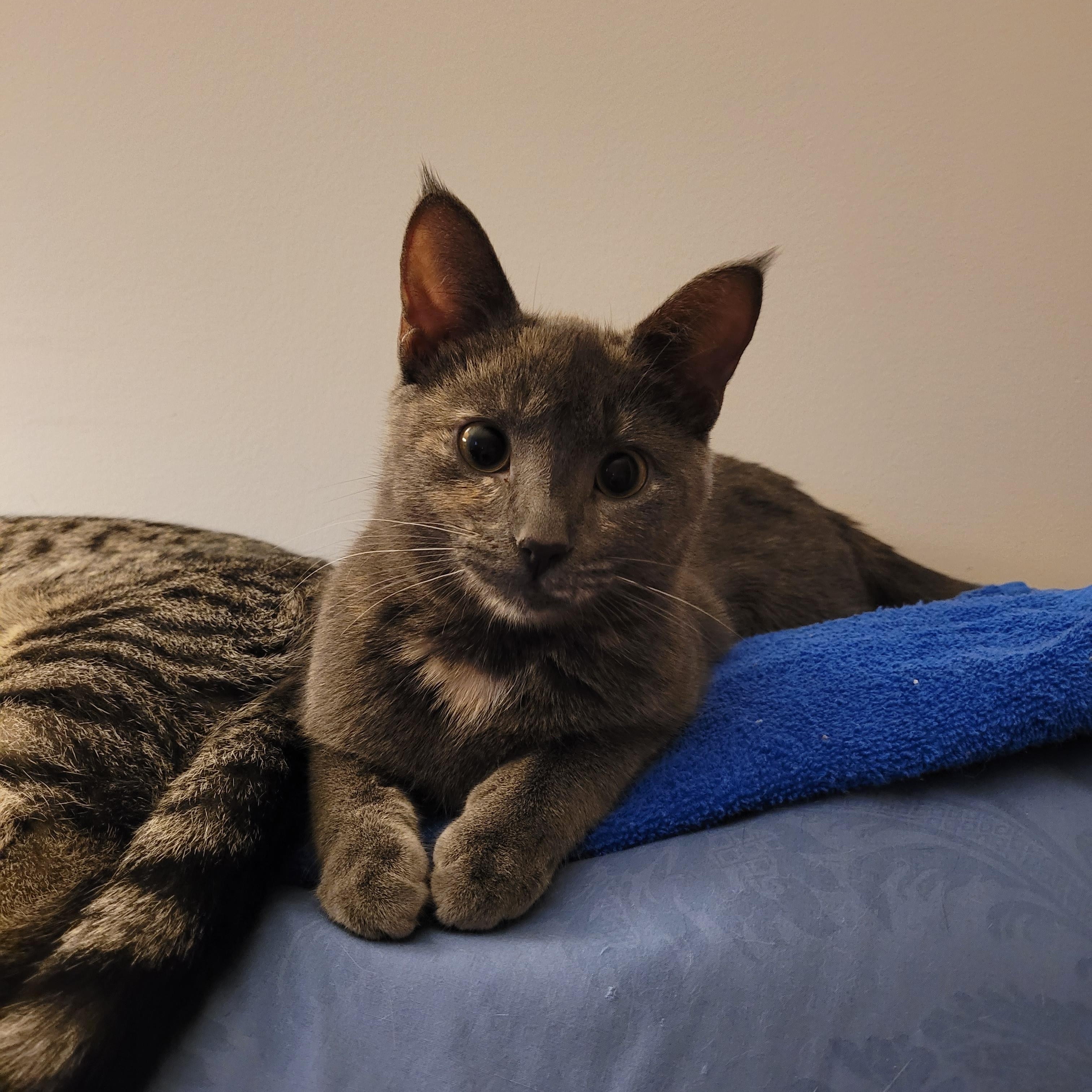 Becky, a ADOPTABLE Domestic Short Hair in Mississauga, ON image 5/6