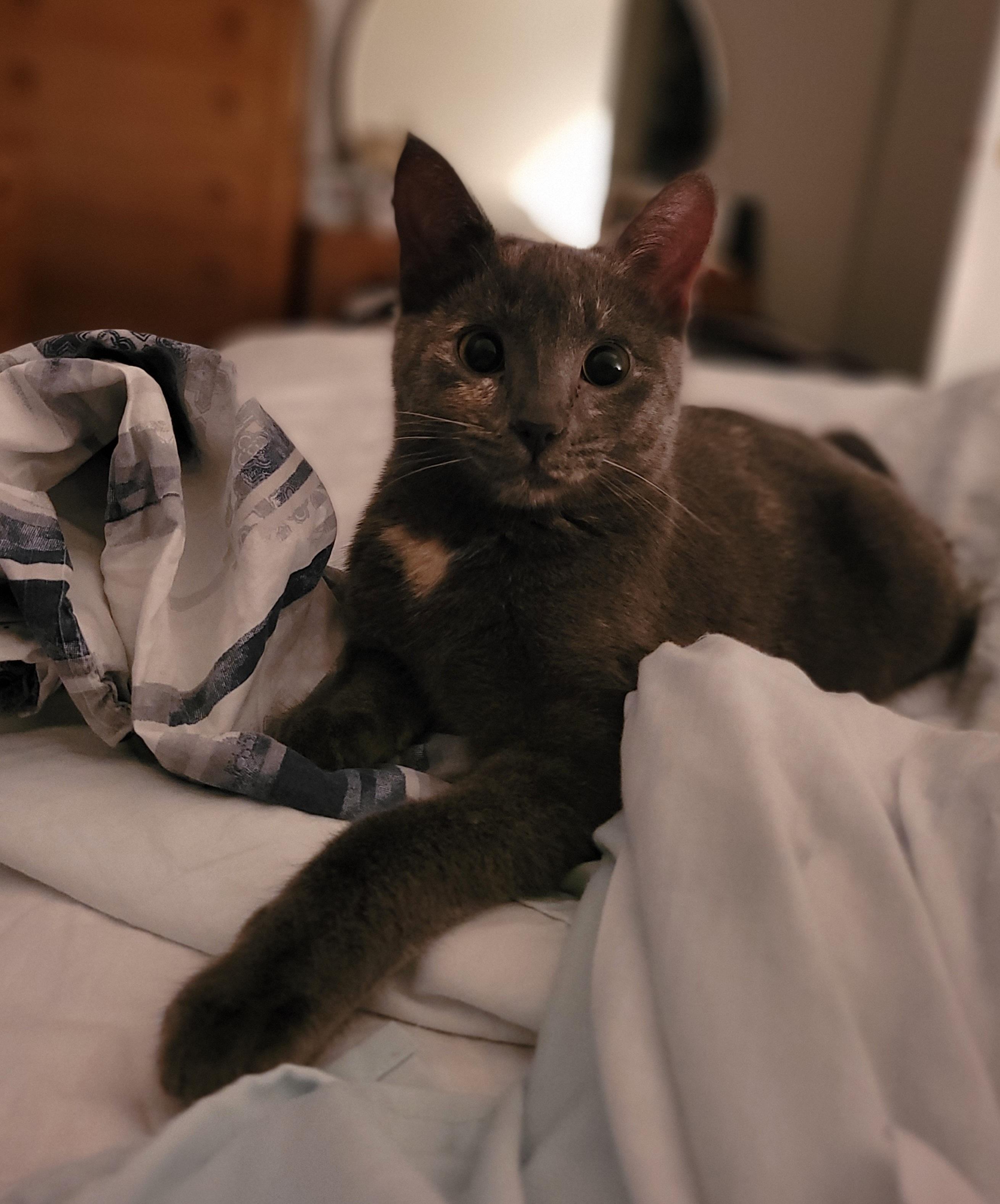 Enlarge Becky, a ADOPTABLE Domestic Short Hair in Mississauga, ON image 5/6
