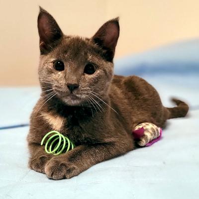 Becky, ADOPTABLE, Kitten Female Domestic Short Hair.