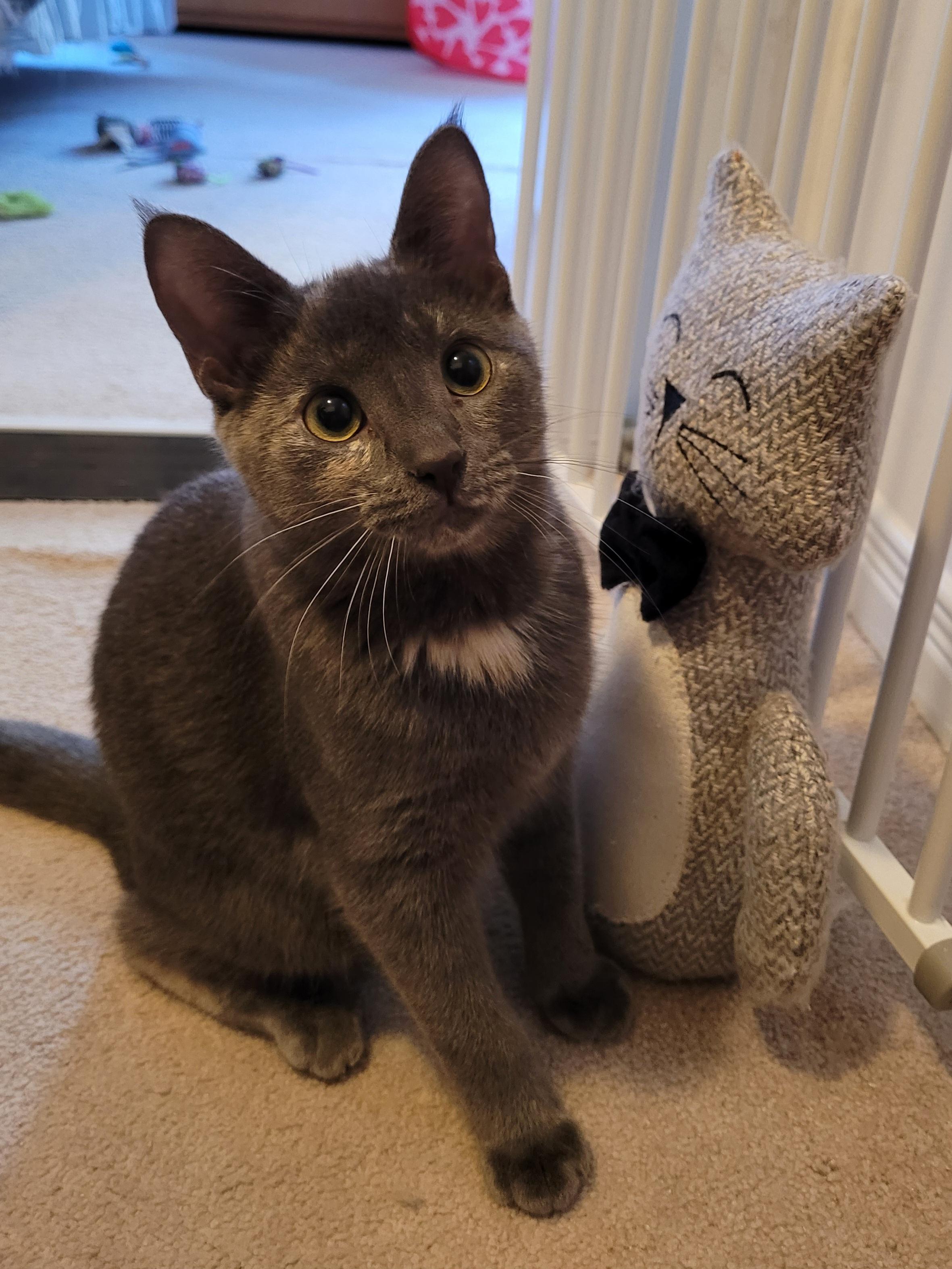 Becky, a ADOPTABLE Domestic Short Hair in Mississauga, ON image 1/6