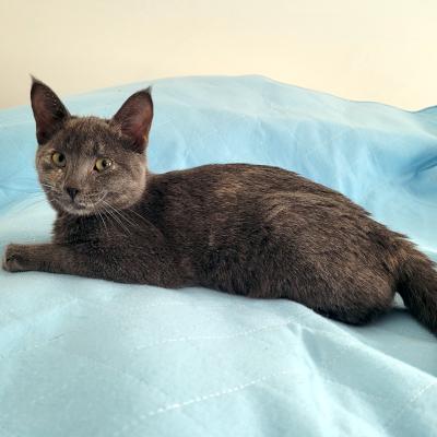 Enlarge Becky, a ADOPTABLE Domestic Short Hair in Mississauga, ON image 2/6