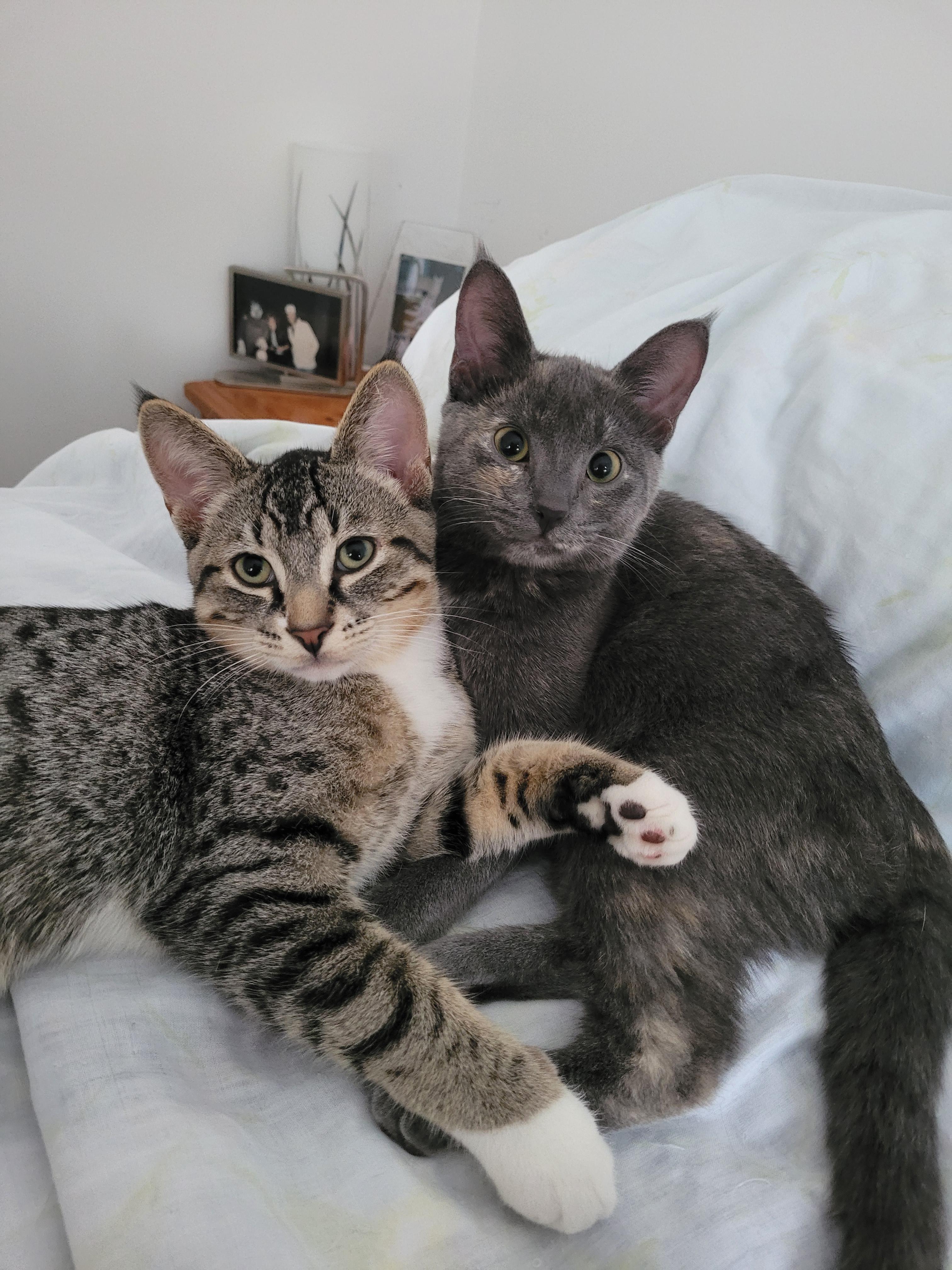 Enlarge Becky, a ADOPTABLE Domestic Short Hair in Mississauga, ON image 4/6