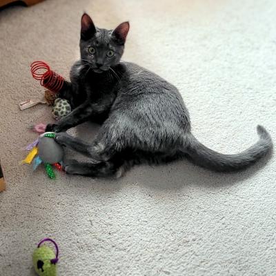 Enlarge Becky, a ADOPTABLE Domestic Short Hair in Mississauga, ON image 3/6