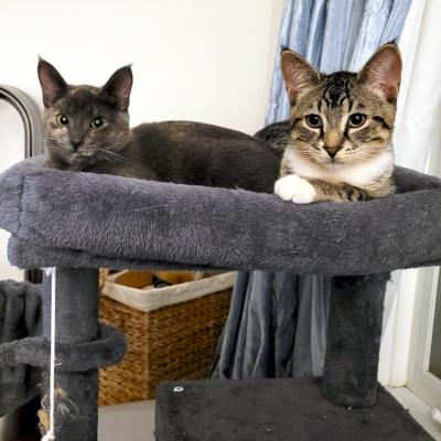 Becky, a ADOPTABLE Domestic Short Hair in Mississauga, ON image 3/6