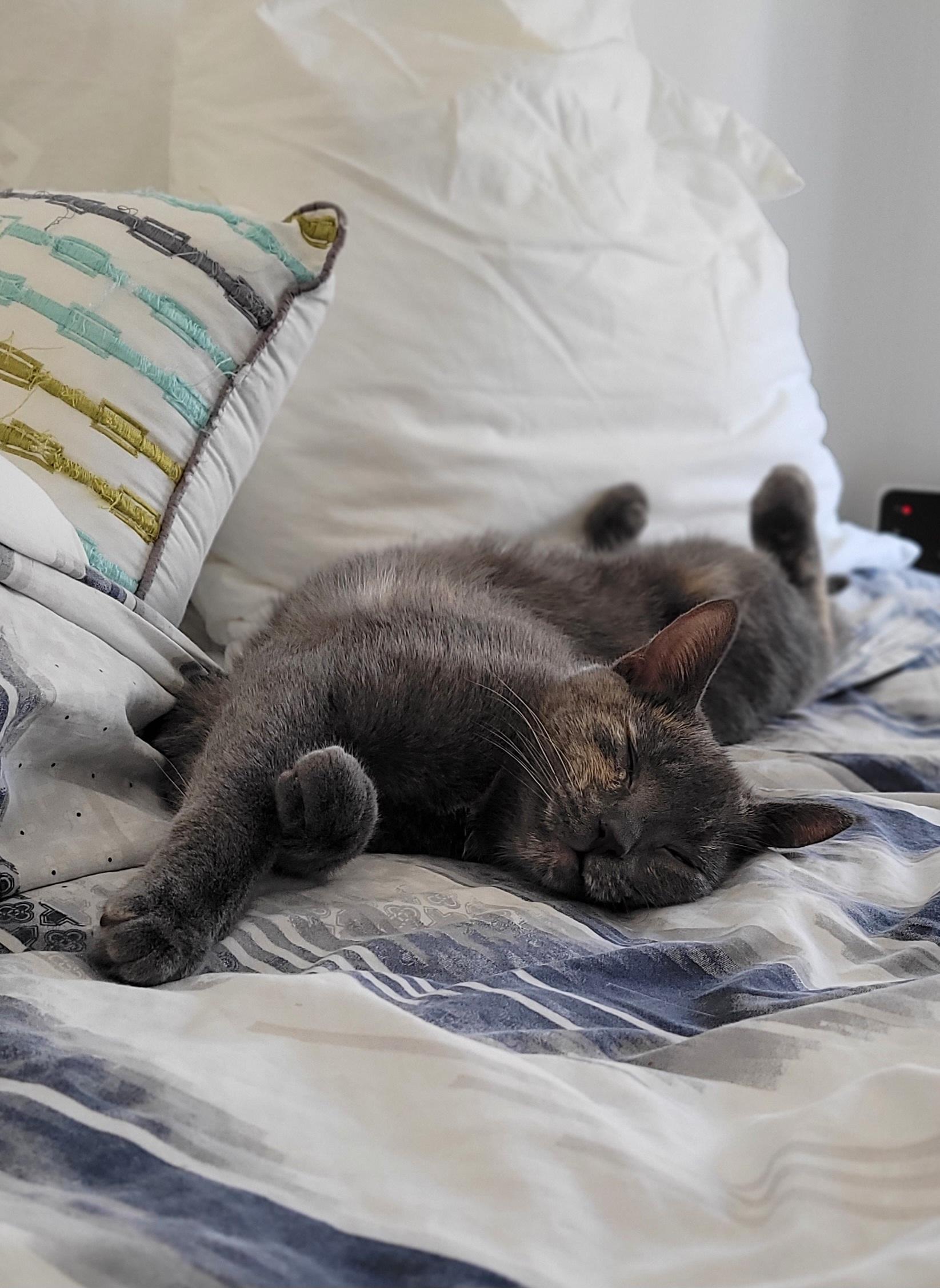 Becky, a ADOPTABLE Domestic Short Hair in Mississauga, ON image 4/6
