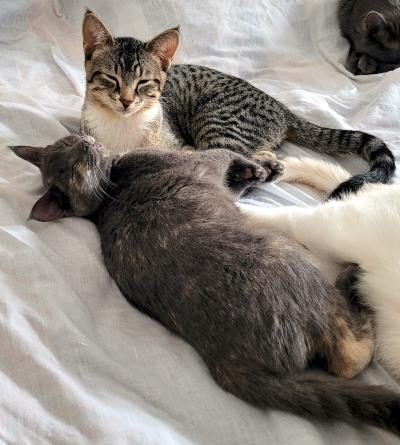 Becky, a ADOPTABLE Domestic Short Hair in Mississauga, ON image 2/6