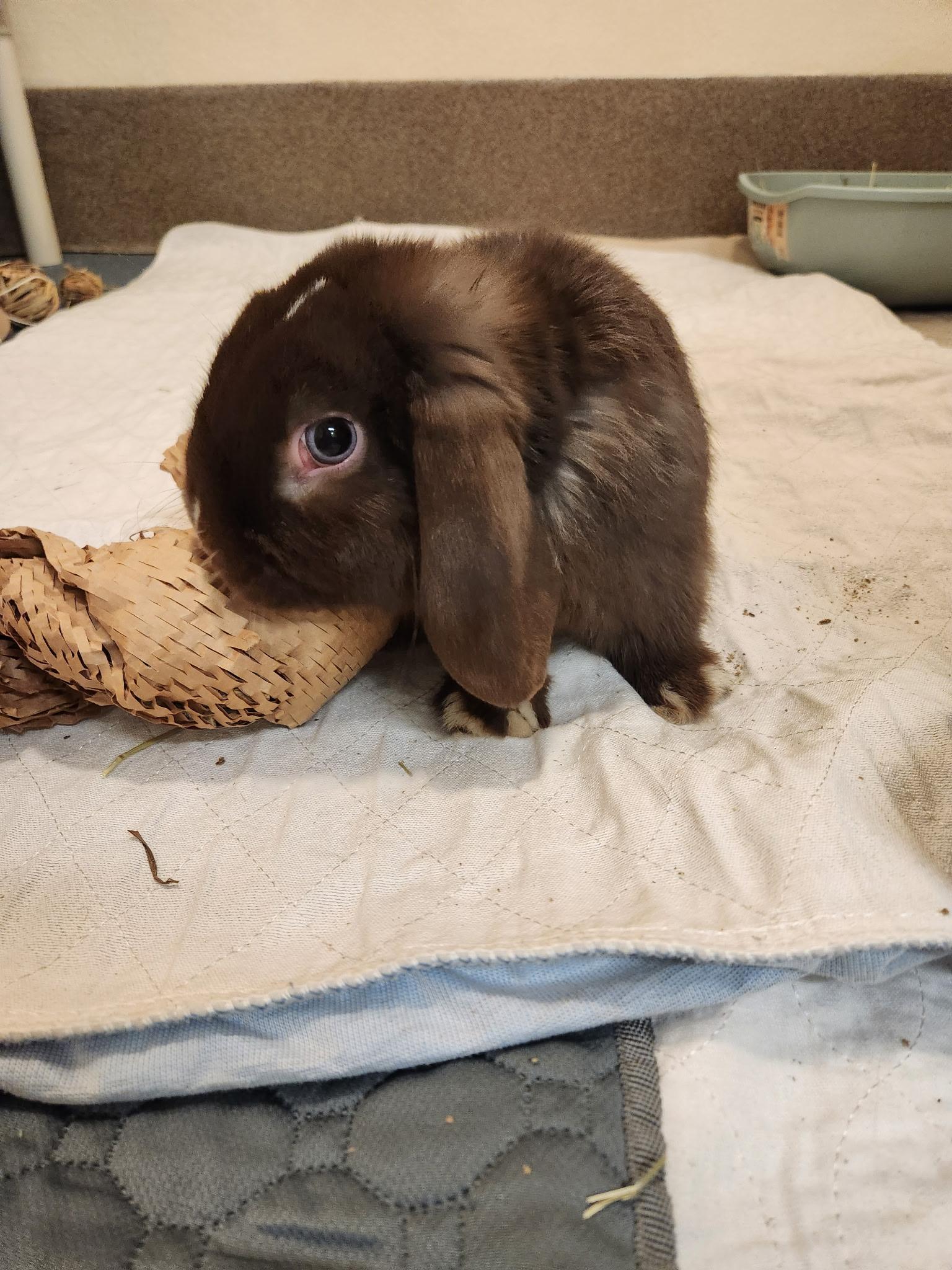 Furcules, a Adopted Holland Lop in Carnation, WA image 2/2
