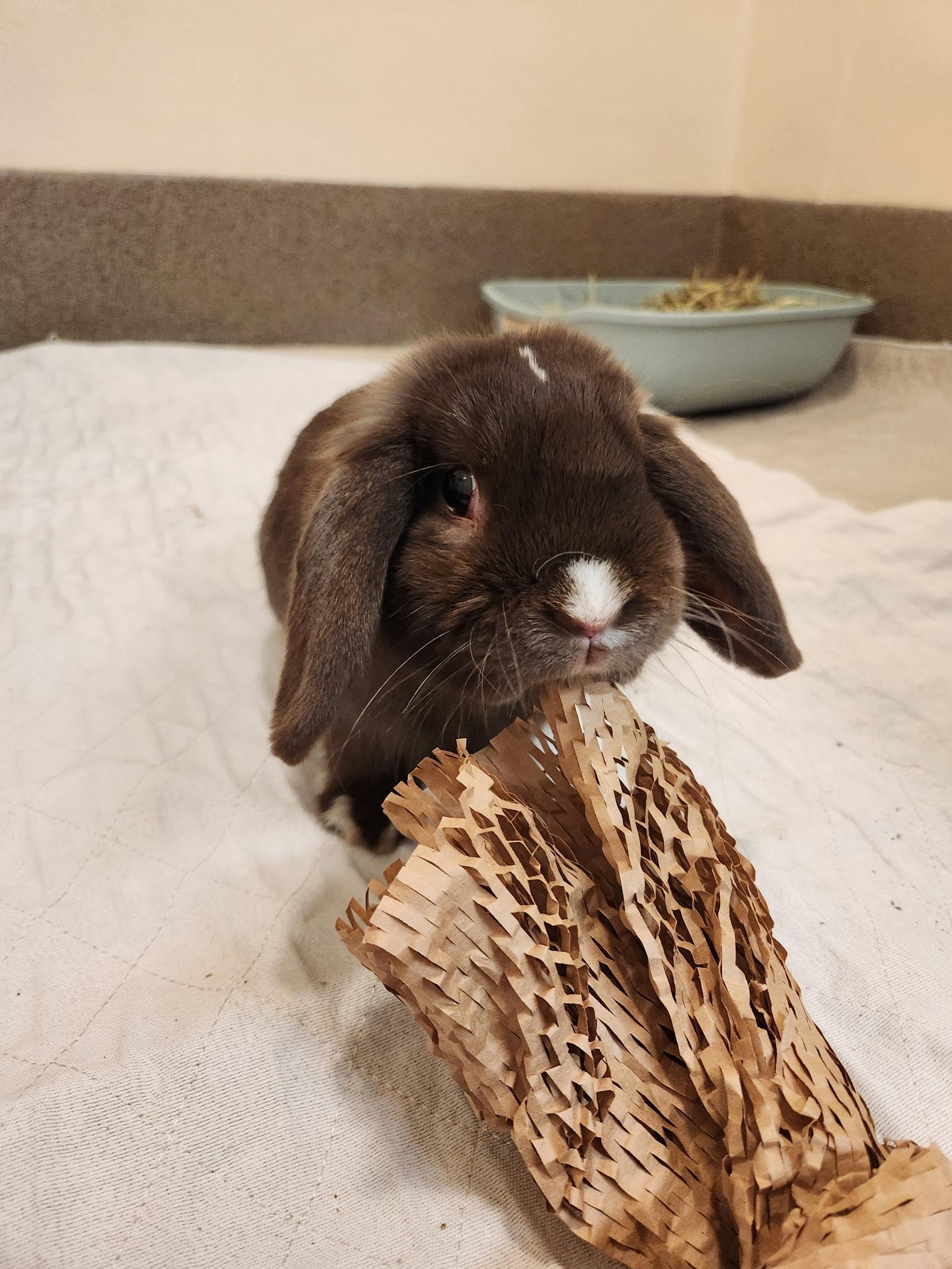 Furcules, Adopted, Young Male Holland Lop.
