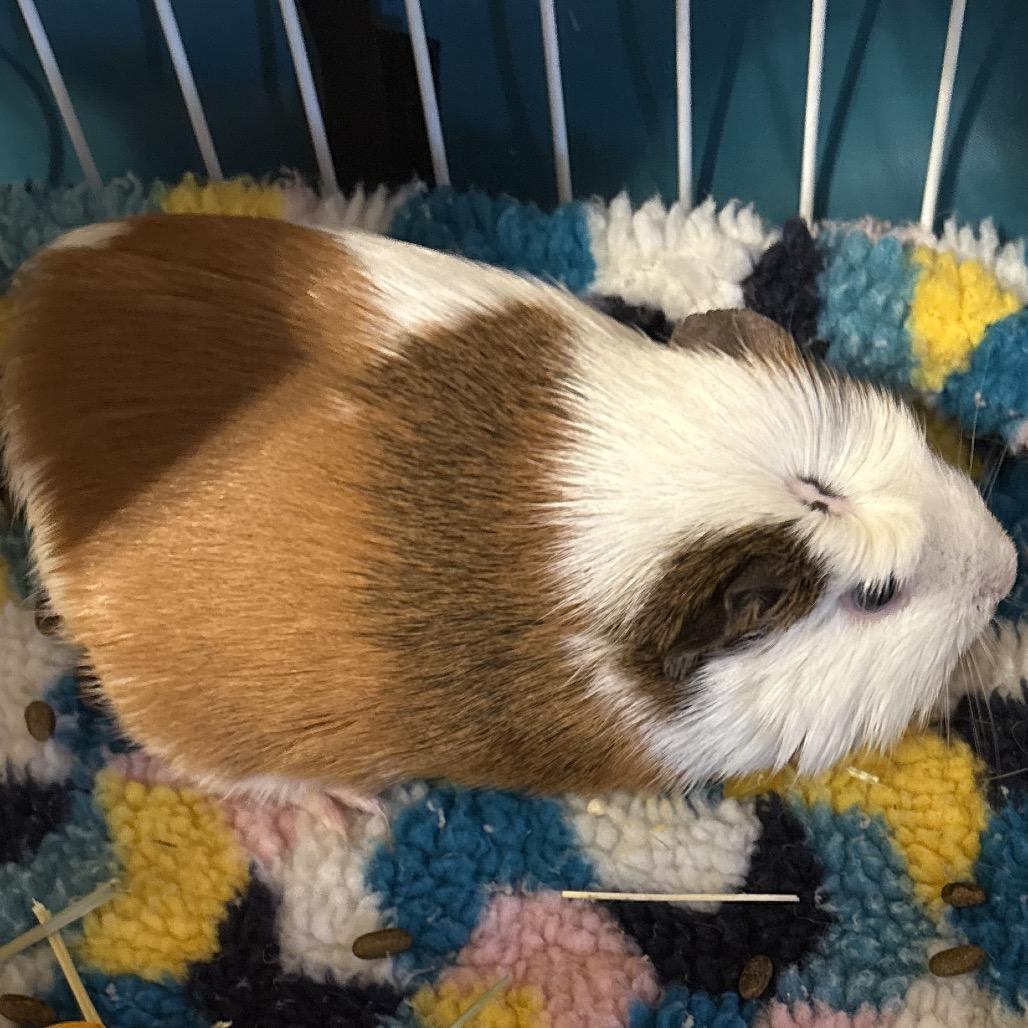 Peppa, Adoptable, Young Female Guinea Pig.