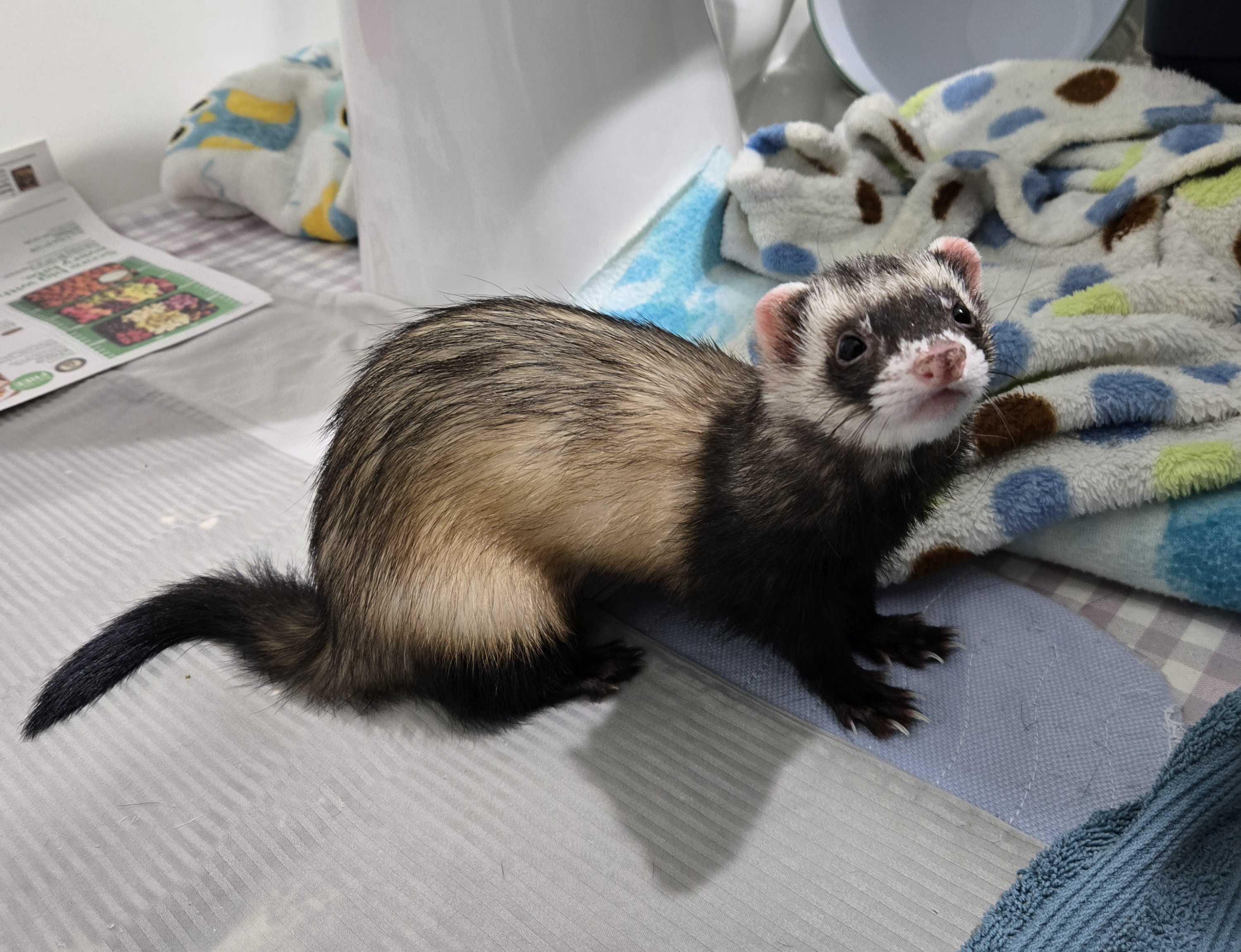 Ella, Adoptable, Young Female Ferret.