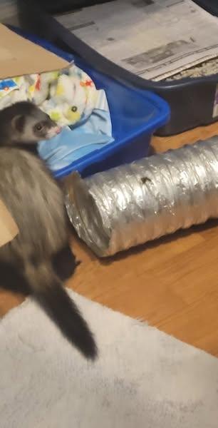 Enlarge Ella, a Adoptable Ferret in Acworth, GA image 1/1