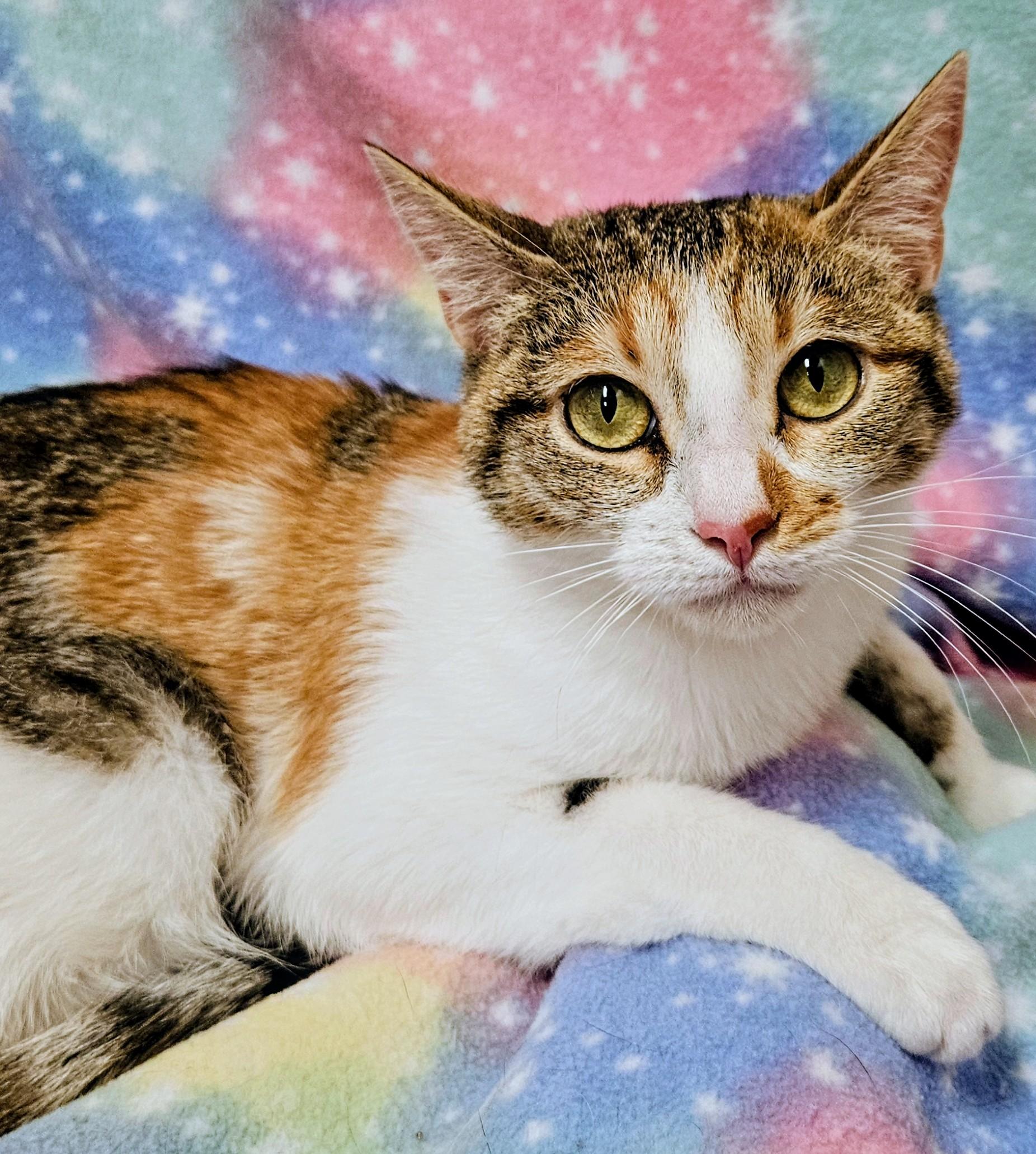 Enlarge Paisley - Rancho Cucamonga PetSmart, a Adoptable Domestic Short Hair in Rancho Cucamonga, CA image 1/3