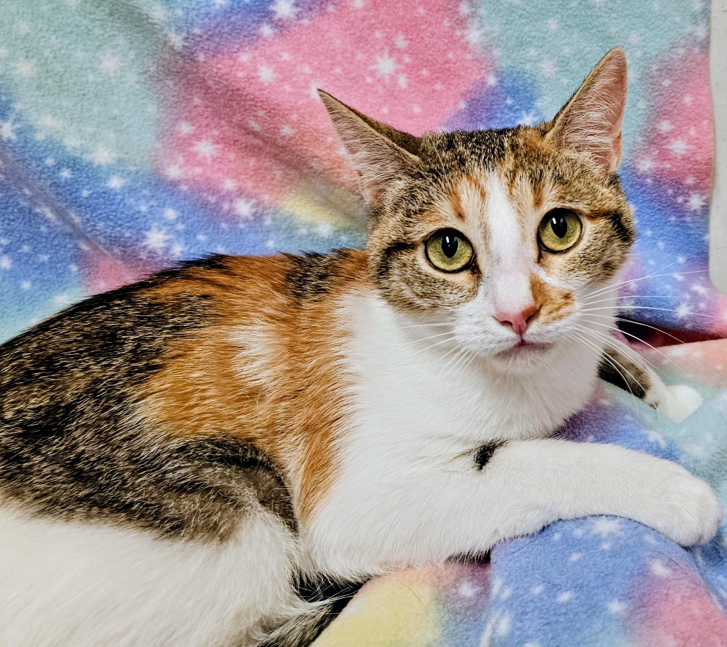 Enlarge Paisley - Rancho Cucamonga PetSmart, a Adoptable Domestic Short Hair in Rancho Cucamonga, CA image 2/3