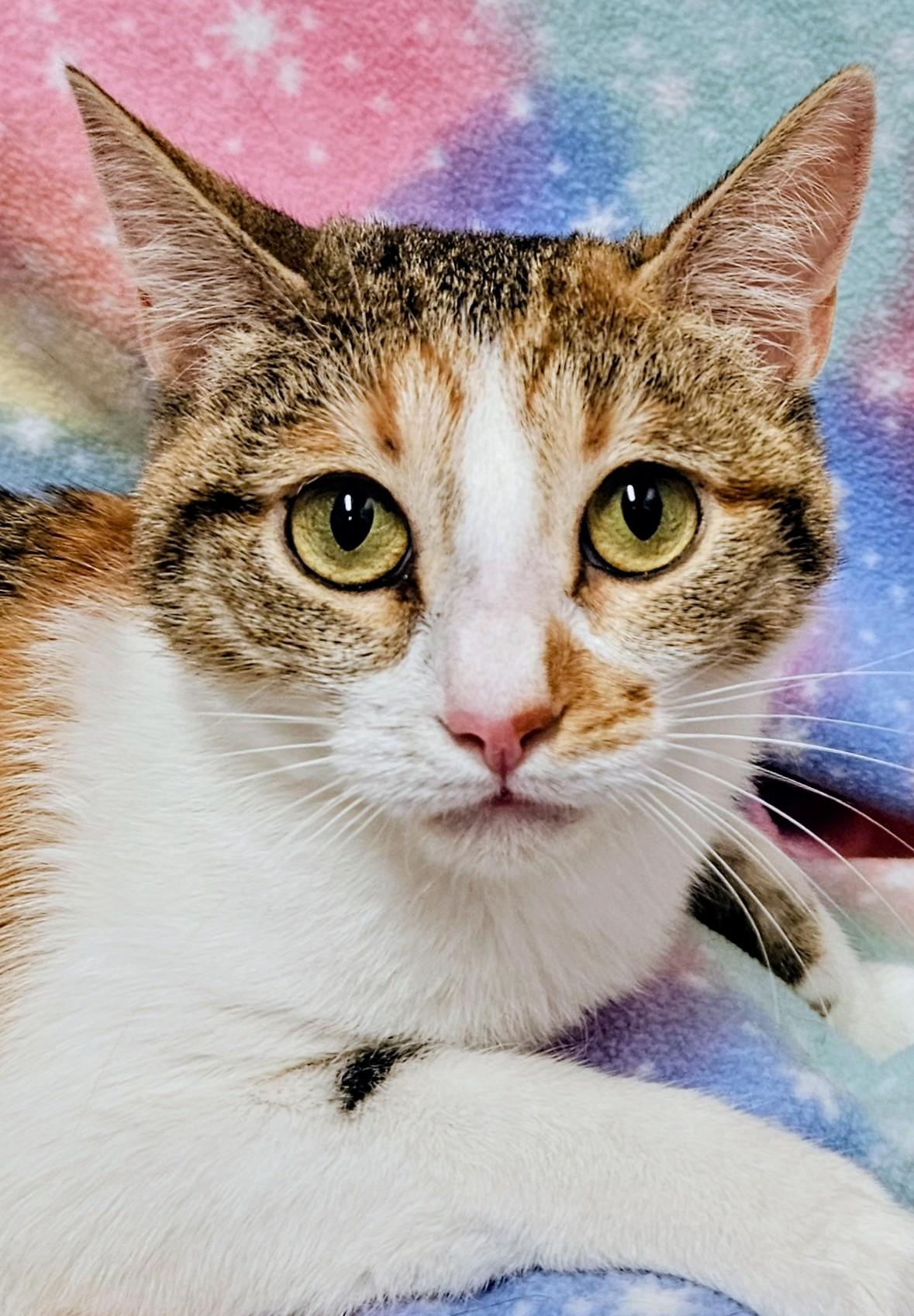 Enlarge Paisley - Rancho Cucamonga PetSmart, a Adoptable Domestic Short Hair in Rancho Cucamonga, CA image 3/3