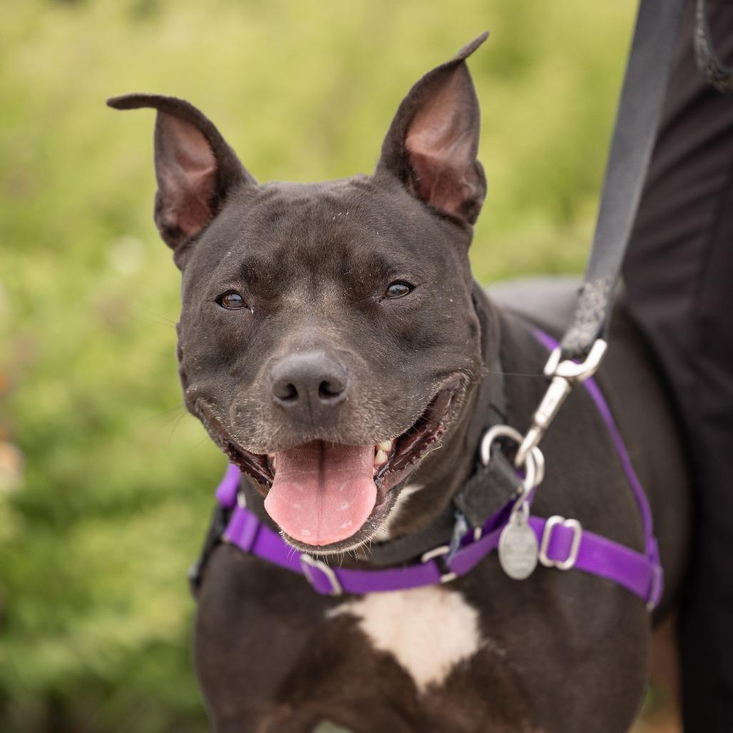 Luna, a Adoptable Mixed Breed in Waukesha, WI image 1/6
