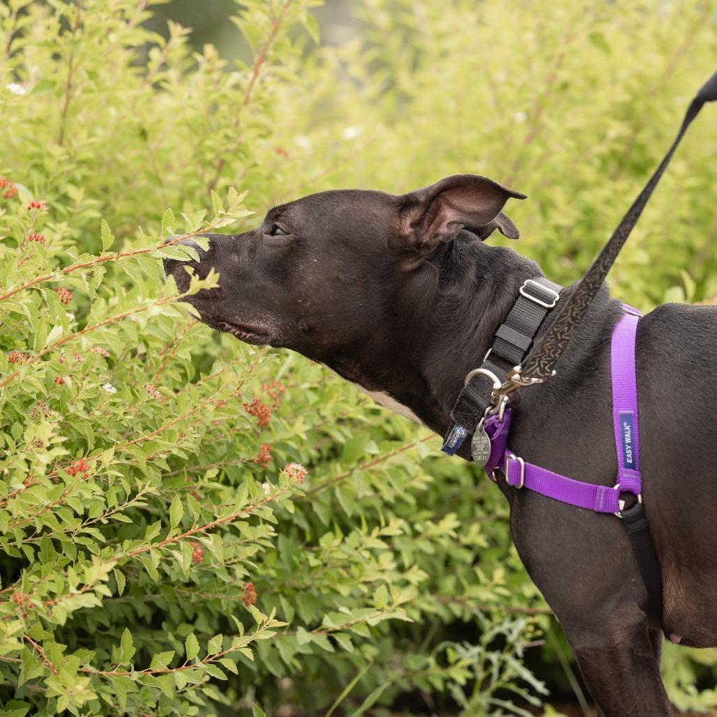 Luna, a Adoptable Mixed Breed in Waukesha, WI image 2/6