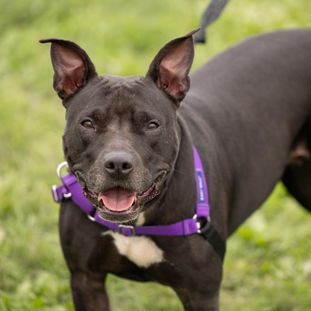 Luna, a Adoptable Mixed Breed in Waukesha, WI image 3/6