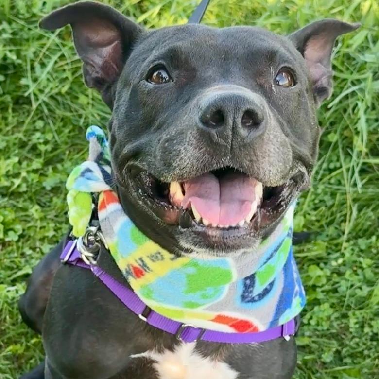 Luna, a Adoptable Mixed Breed in Waukesha, WI image 4/6