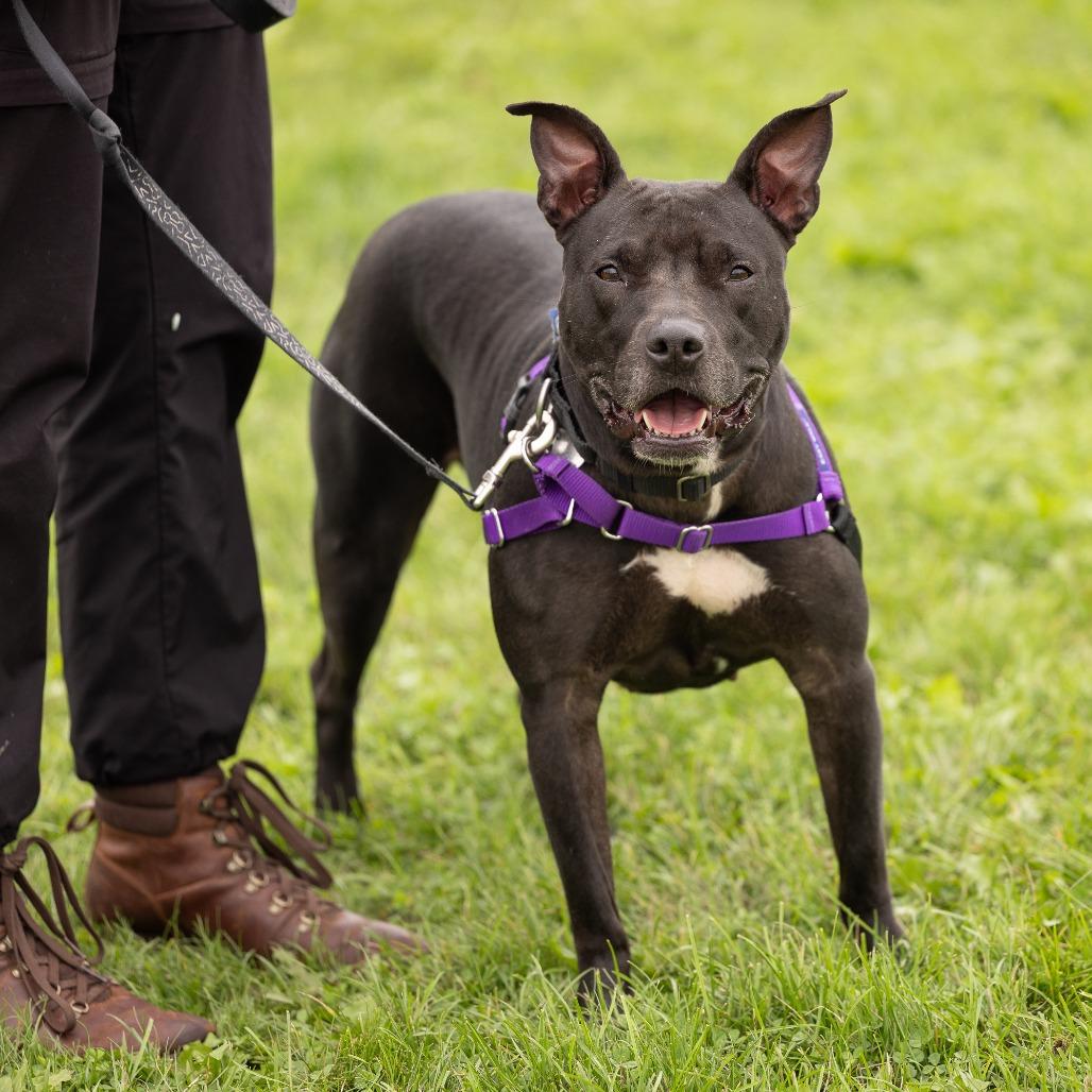 Luna, a Adoptable Mixed Breed in Waukesha, WI image 5/6