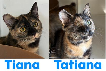 Enlarge Tiana `Tia`, a Adoptable mixed breed in Encinitas, CA image 1/1