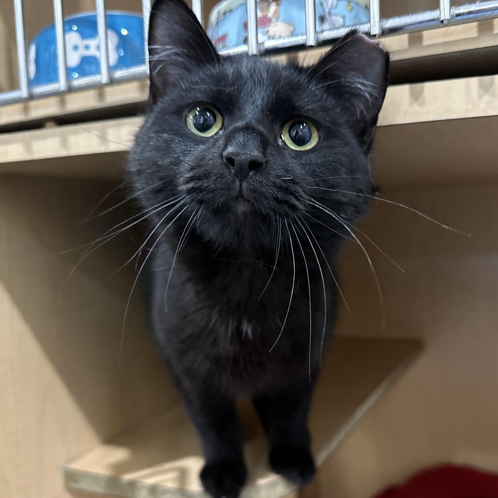 Enlarge Poma, a Adoptable Domestic Short Hair in Washington Township, OH image 2/2