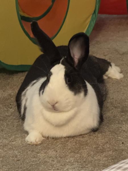 Blair, Adoptable, Adult Female New Zealand & Dutch.