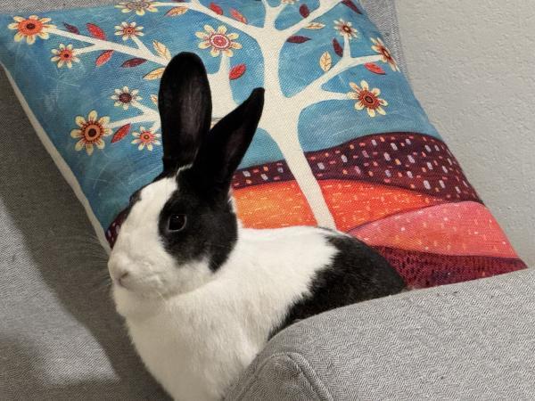 Enlarge Blair, a Adoptable mixed breed in Kalamazoo, MI image 2/5