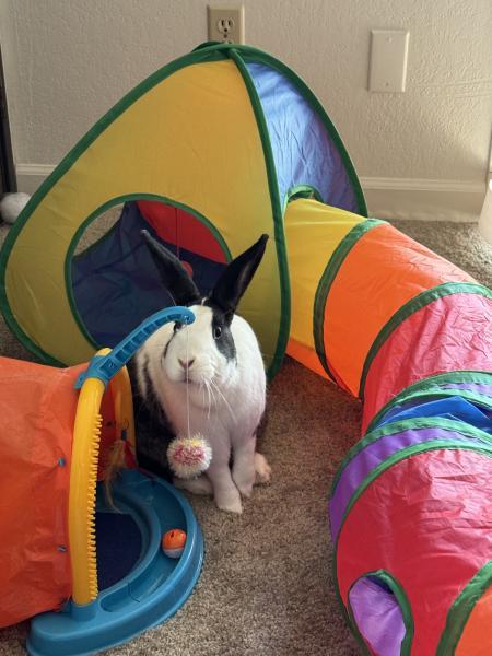 Enlarge Blair, a Adoptable mixed breed in Kalamazoo, MI image 3/5