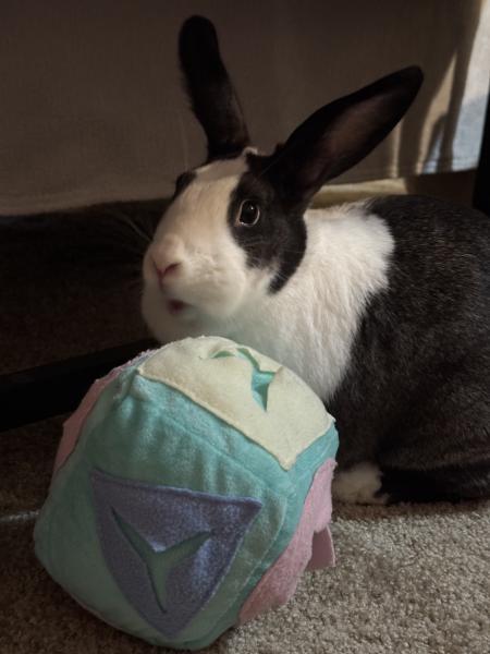 Enlarge Blair, a Adoptable mixed breed in Kalamazoo, MI image 4/5