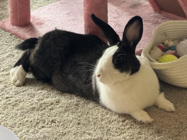 Enlarge Blair, a Adoptable mixed breed in Kalamazoo, MI image 5/5