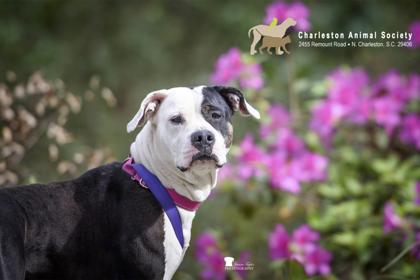 91987a Zora - Adoption Ambassador, Adoptable, Adult Female American Staffordshire Terrier & Mixed Breed.