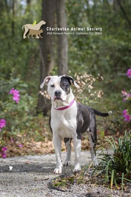 91987a Zora - Adoption Ambassador, a Adoptable mixed breed in North Charleston, SC image 2/3