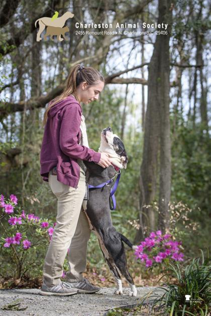 91987a Zora - Adoption Ambassador, a Adoptable mixed breed in North Charleston, SC image 3/3