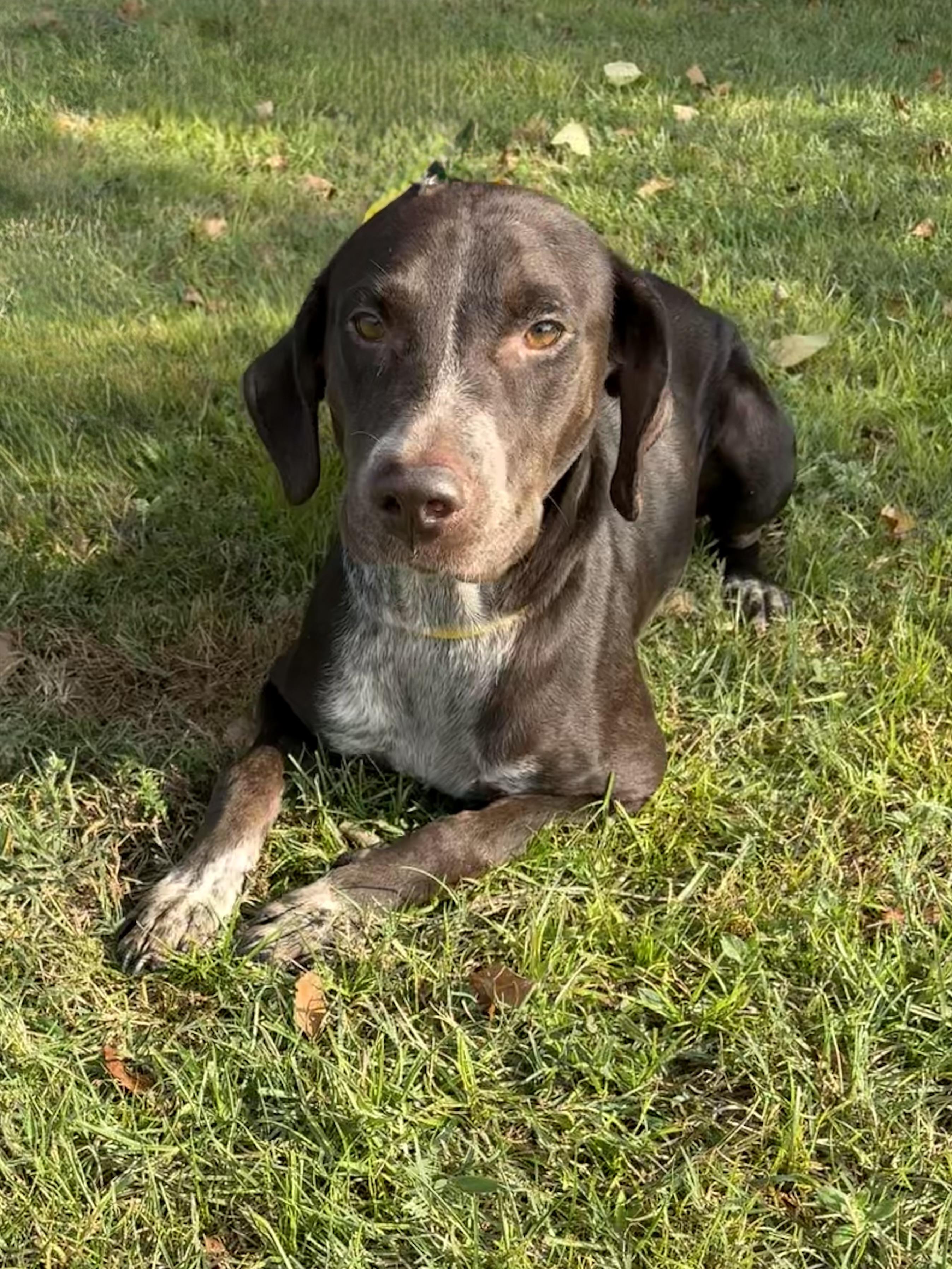 Cairo, a ADOPTABLE mixed breed in Valdosta, GA image 1/4