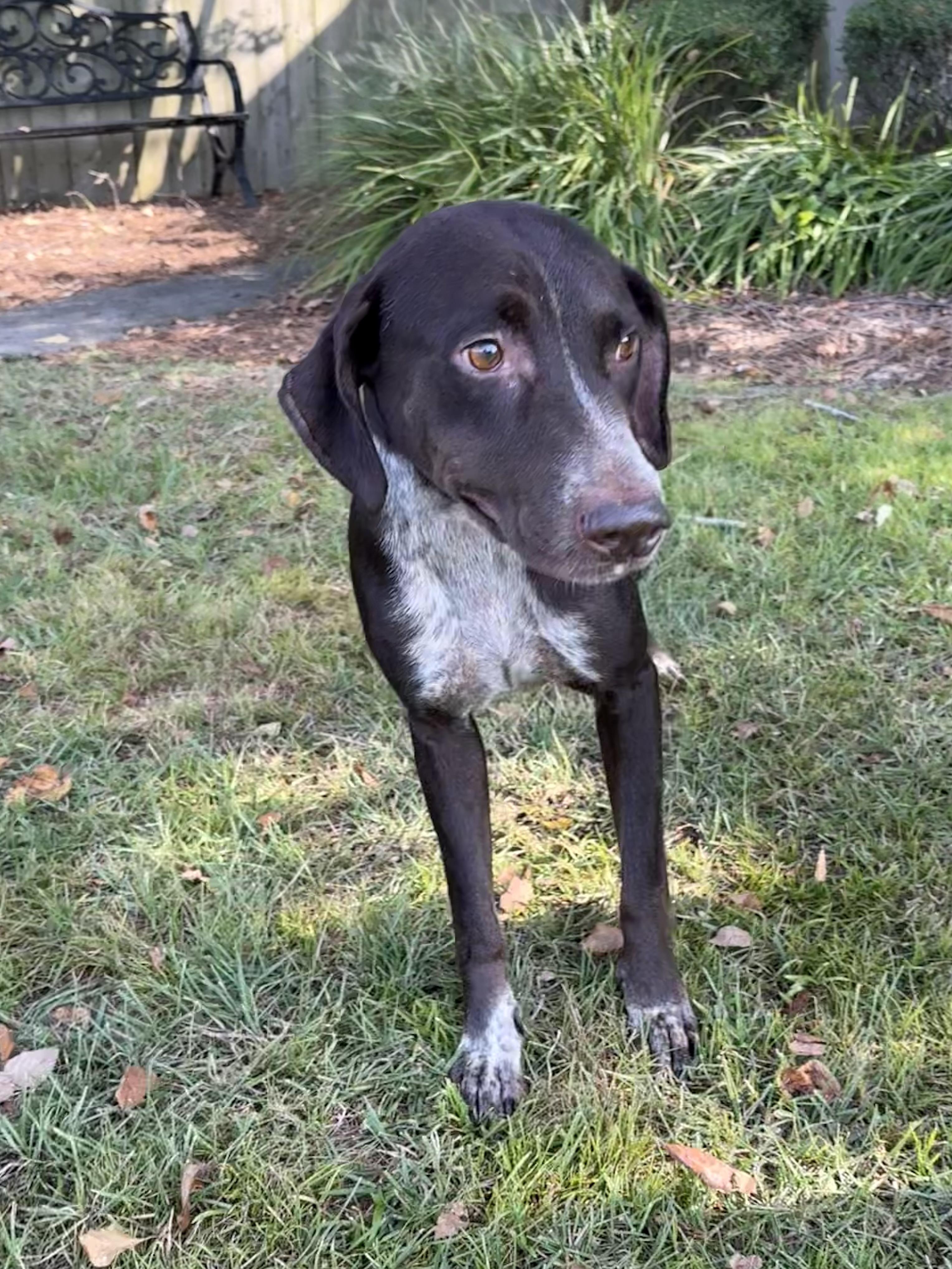 Cairo, a ADOPTABLE mixed breed in Valdosta, GA image 3/4