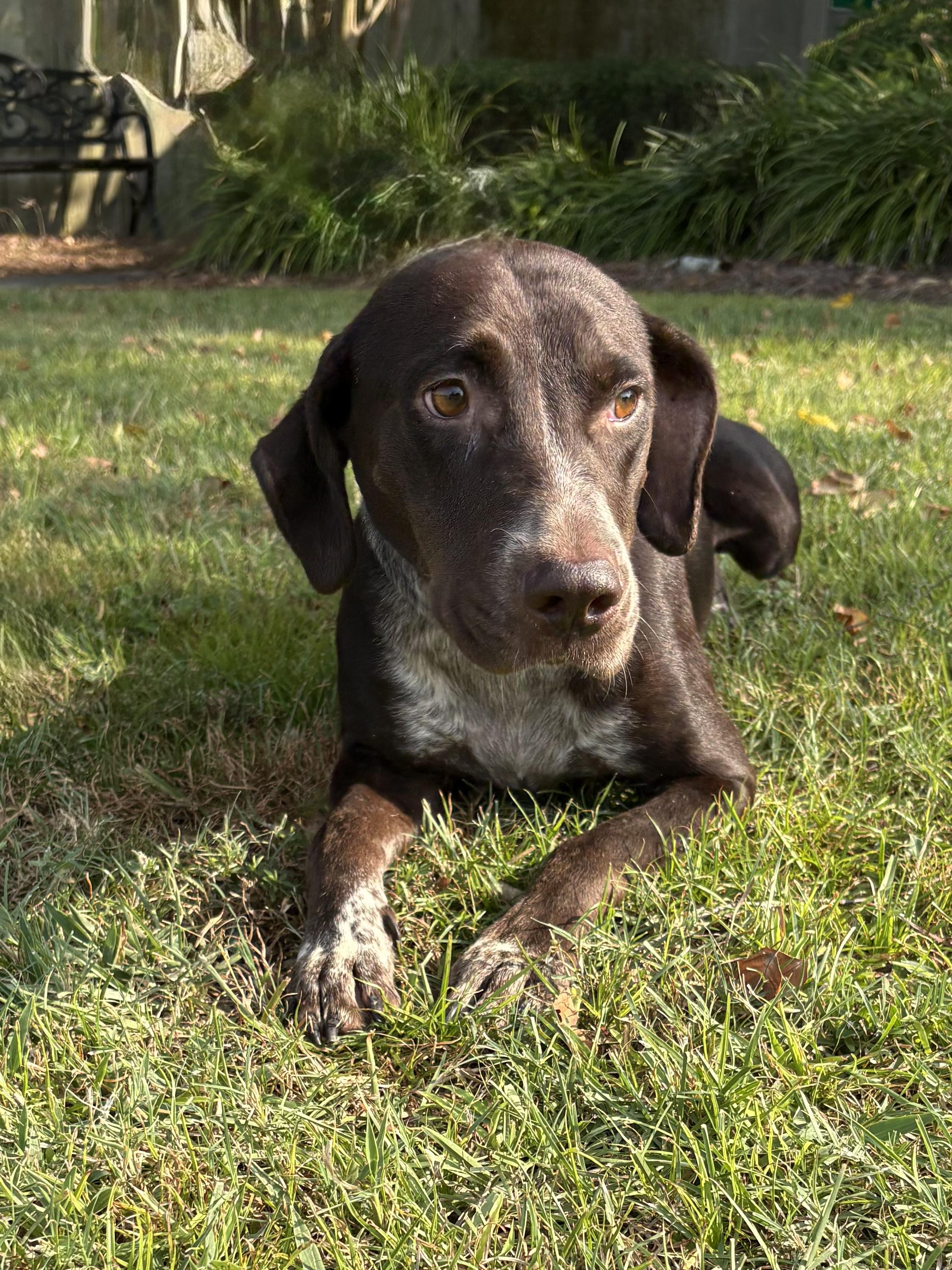 Cairo, a ADOPTABLE mixed breed in Valdosta, GA image 2/4