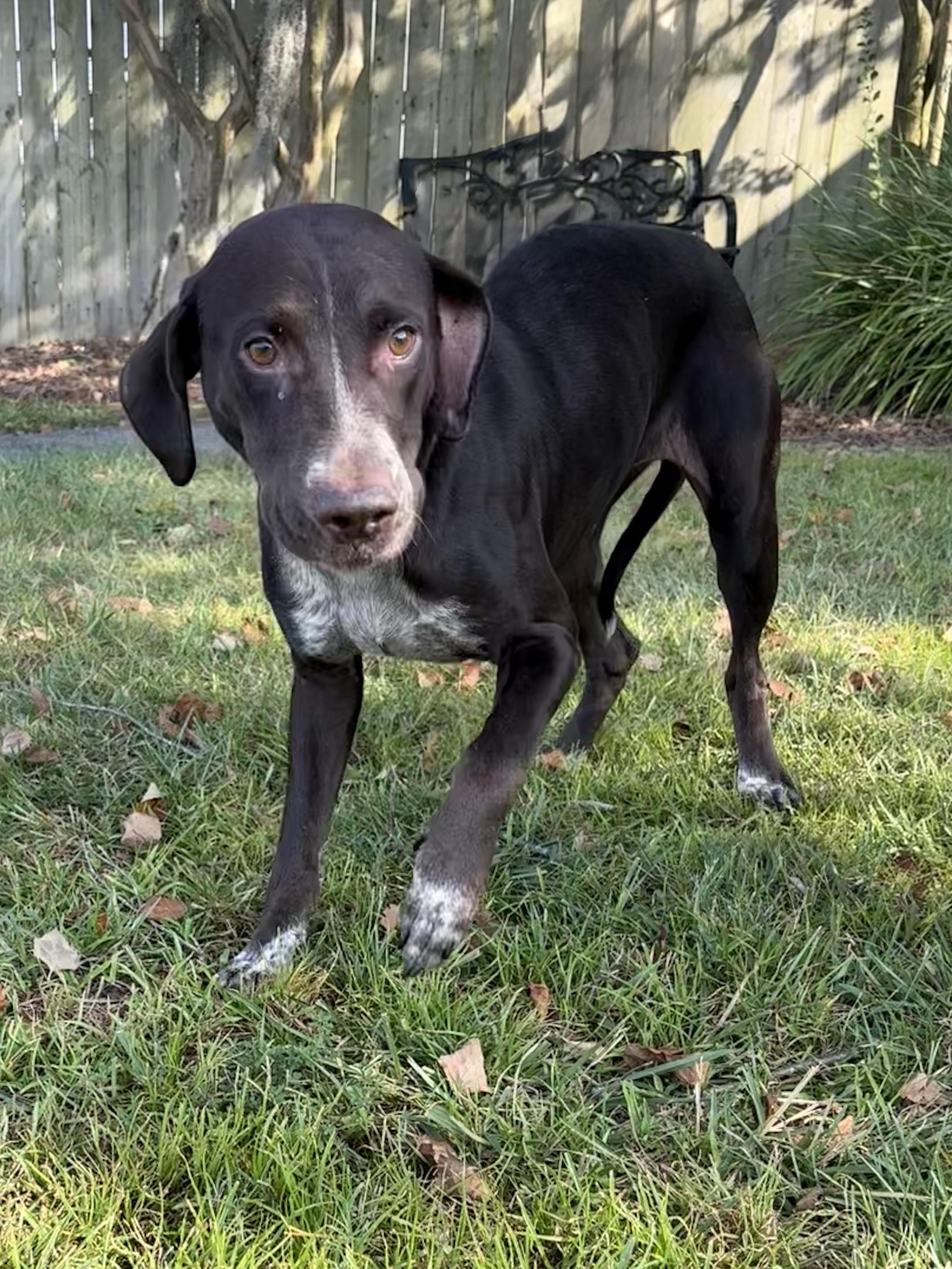 Cairo, a ADOPTABLE mixed breed in Valdosta, GA image 4/4