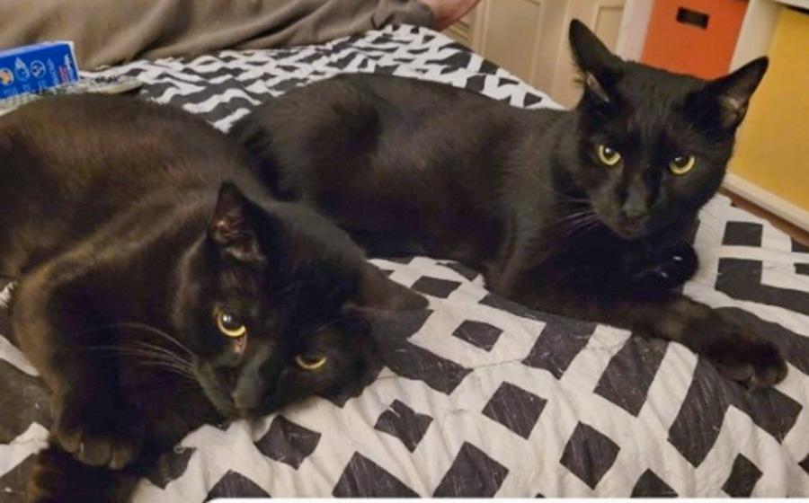 Jax & Jett, ADOPTABLE, Adult Male Domestic Short Hair.